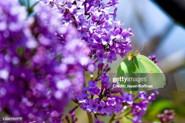 easter butterfly - greek easter - fotografias e filmes do acervo