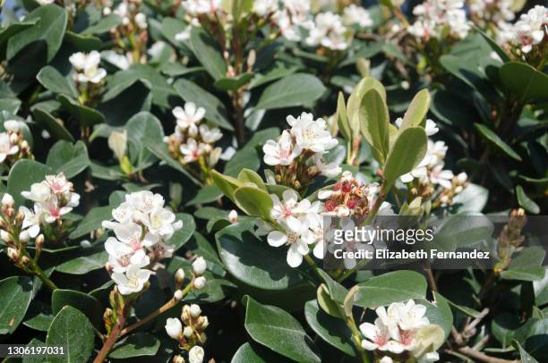 indian hawthorne (rhaphiolepis indica) - hawthorn,_victoria stock pictures, royalty-free photos & images