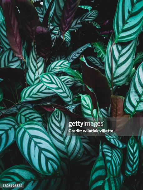 green leaves natural background. - dark botanical fauna stockfoto's en -beelden