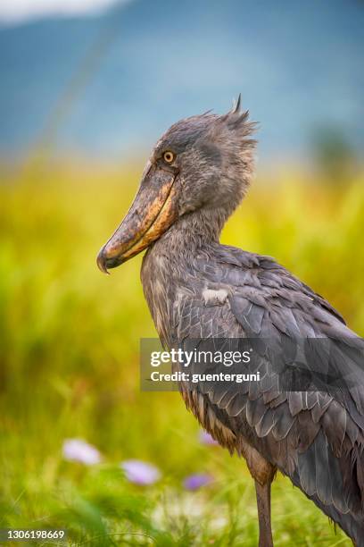 wildlife shot of a rare shoebill (balaeniceps rex) - lake victoria stock pictures, royalty-free photos & images