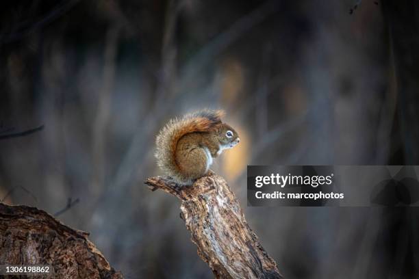 american red squirrel, (tamiasciurus hudsonicus), american red squirrel. - american red squirrel stock pictures, royalty-free photos & images