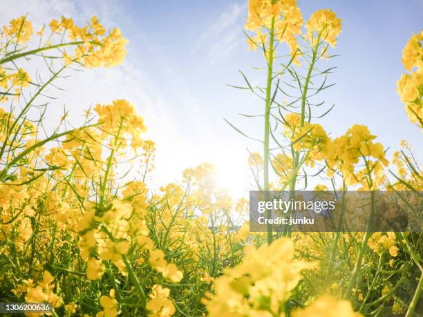 field mustard - spring ストックフォトと画像