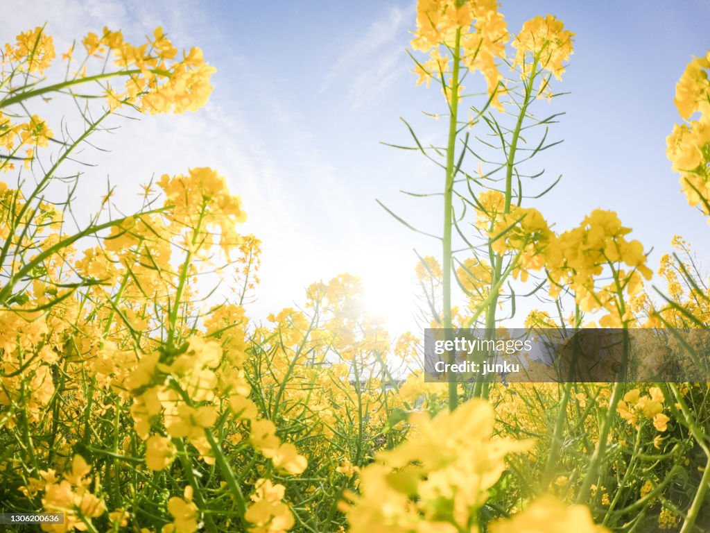 Field mustard
