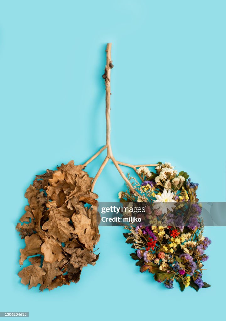 Tote Blätter und helle gesunde Blüten in Form der menschlichen Lunge