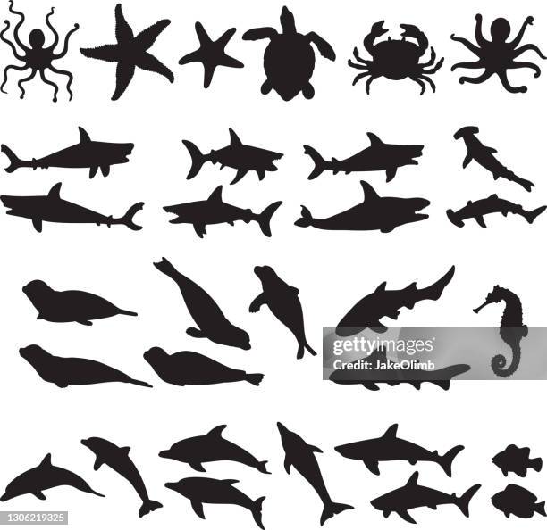 1 994点の亀 イラストのストックフォト Getty Images 1 994点の亀 イラストのストックフォト Getty Images