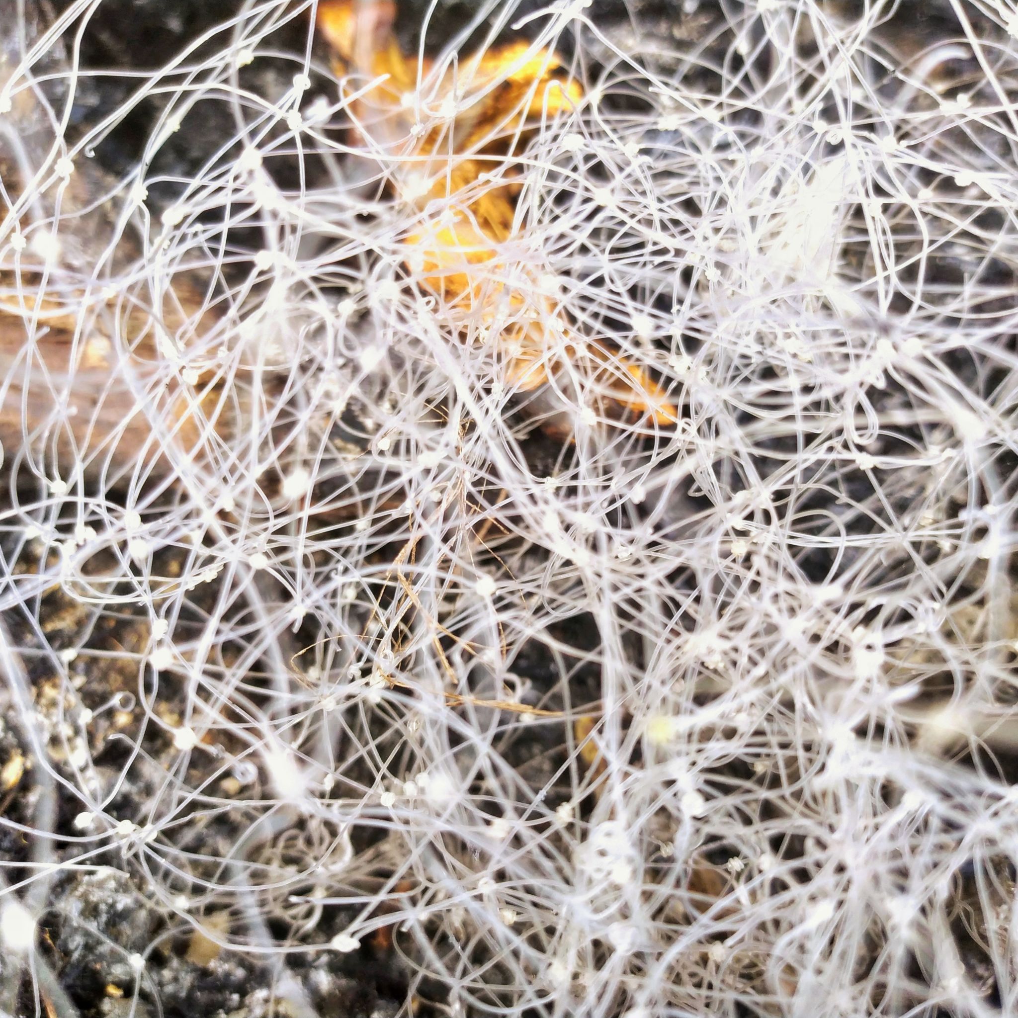 mycorrhizal network