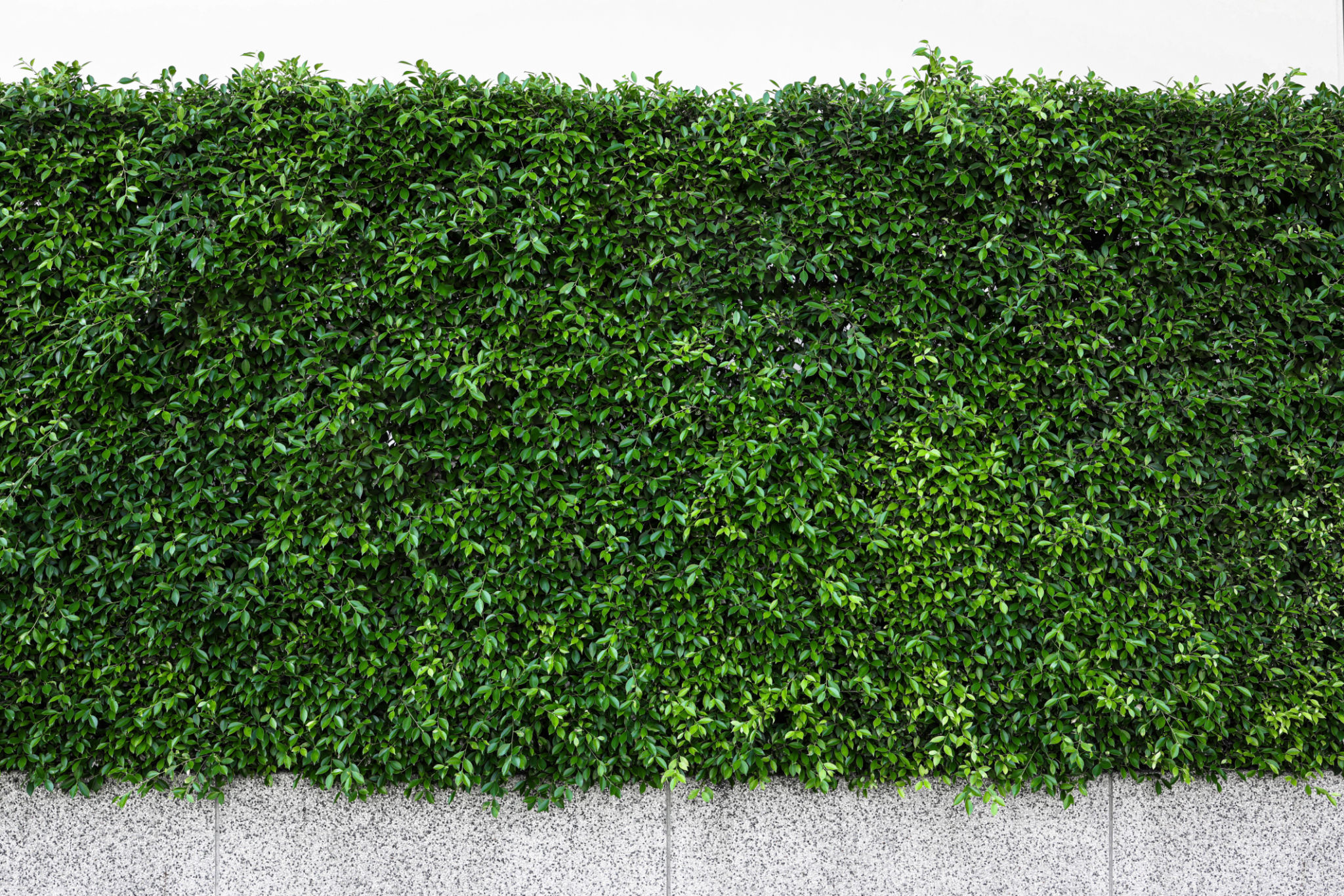 green wall maintenance