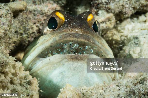 42 Mouth Brooding Fish Stock Photos, High-Res Pictures, and Images ...