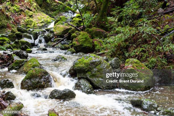cataract creek in marin california - fairfax california stock pictures, royalty-free photos & images