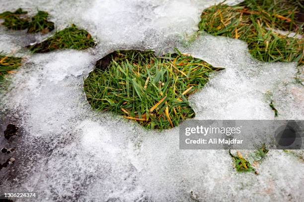 springtime thaw - snow on grass stock pictures, royalty-free photos & images