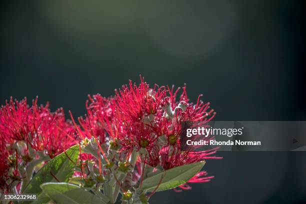 morning light - bottlebrush stock pictures, royalty-free photos & images