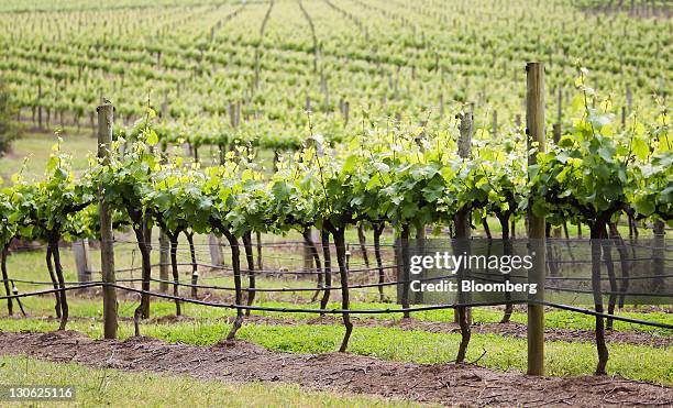 Grape vines grow in a field in Lovedale, in the Hunter Valley region of Australia, on Tuesday, Oct. 18, 2011. Australian vineyards, facing a wine...