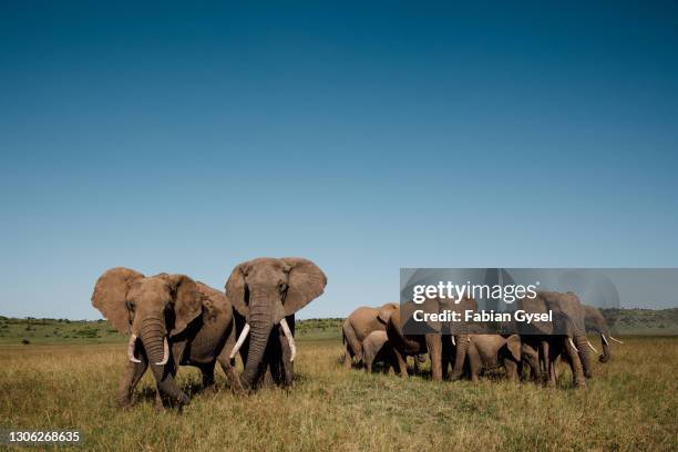 rebanho de elefantes - mammal - fotografias e filmes do acervo