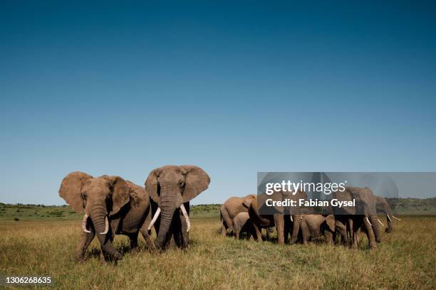 herd of elephants - mamífero imagens e fotografias de stock