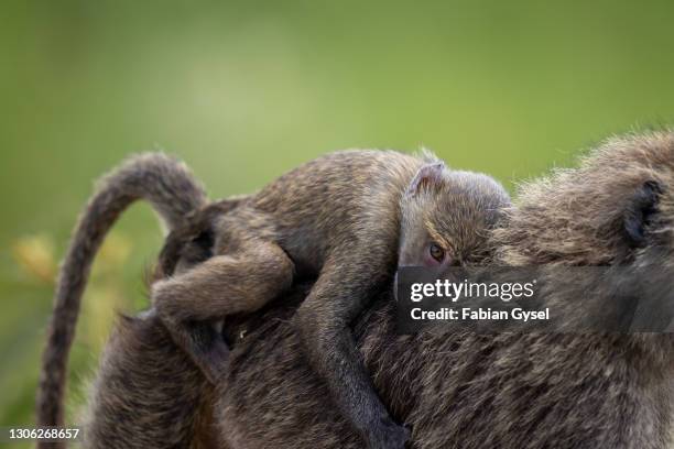 母親背上的年輕巴邦 - chacma baboon 個照片及圖片檔