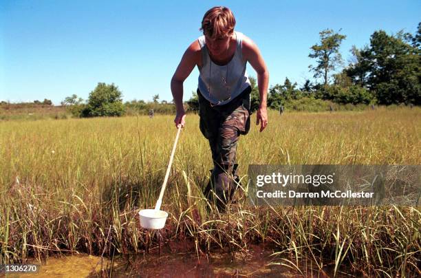 Dragon Mosquito Control Inc. Employee Kelly Williams tests July 21, 2000 a salt marsh in Stratham NH., for mosquito larvae . Dragon Mosquito Control...