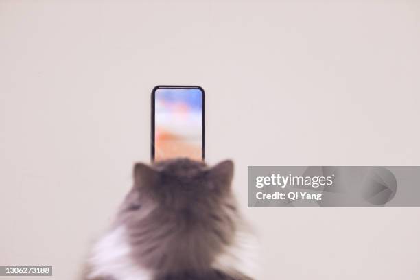 rear view of cat using smartphone - shanghai calling stock pictures, royalty-free photos & images