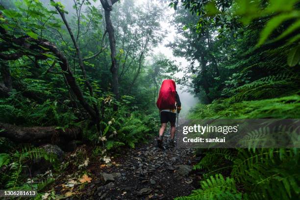 hiker on the walk in the mysterious forest - jungle explorer stock pictures, royalty-free photos & images