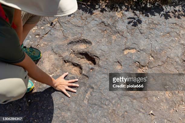 huella de dinosaurio: paleontóloga en el trabajo en el suroeste de ee.uu. - paleontología fotografías e imágenes de stock