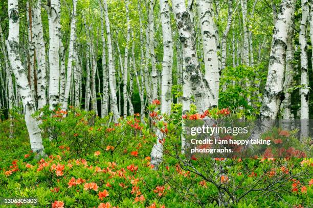 birch trees and azalea flowers - vårtbjörk bildbanksfoton och bilder