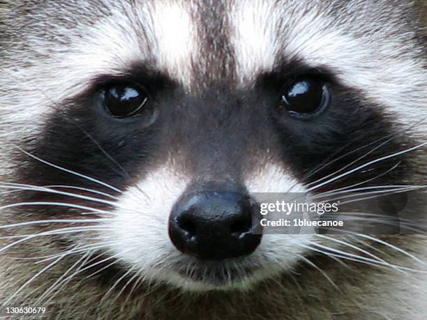 raccoon eyes - raccoon stock-fotos und bilder