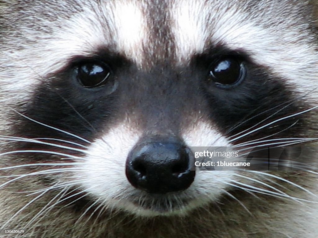 Raccoon eyes
