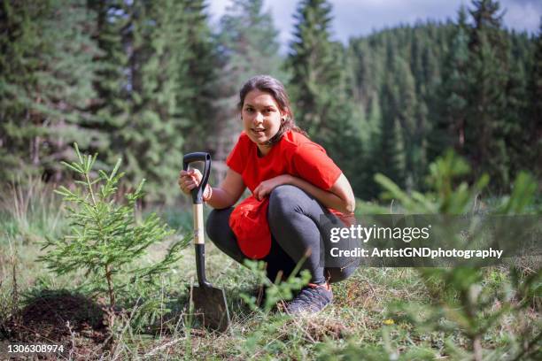 junge schöne frau freiwilliger pflanzen eine kiefer im wald. - planting stock-fotos und bilder