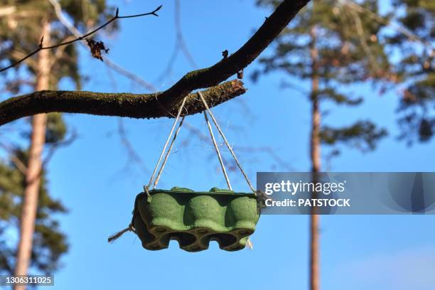 bird feeder made at home using egg carton hanging on tree branch. - bird feeder stock pictures, royalty-free photos & images