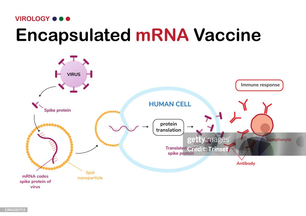 圖表顯示了從病毒尖峰蛋白（由COVID-19或SARS-CoV-2開發）中封裝mRNA疫苗的意義，以及它如何工作用於免疫反應