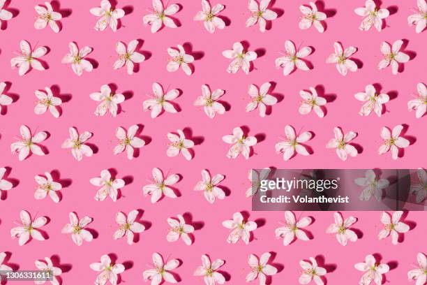 white blossoms spring blooming pattern on pink background - almond blossom stockfoto's en -beelden