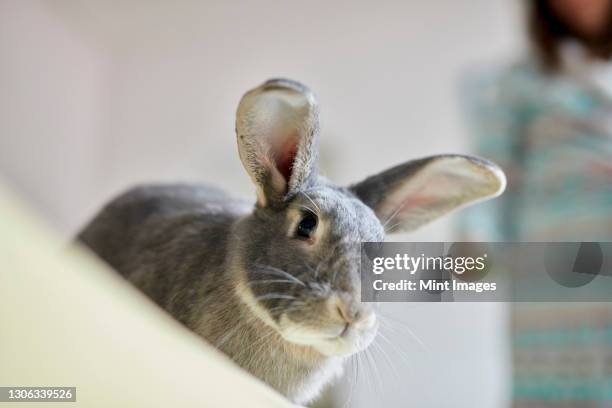 Pet Rabbit Uk Pet Rabbit Uk Photos and Premium High Res Pictures - Getty Images