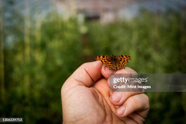 close up of comma butterfly on human hand. - butterfly hand stock-fotos und bilder