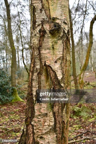 birch bark renewal. - mue photos et images de collection