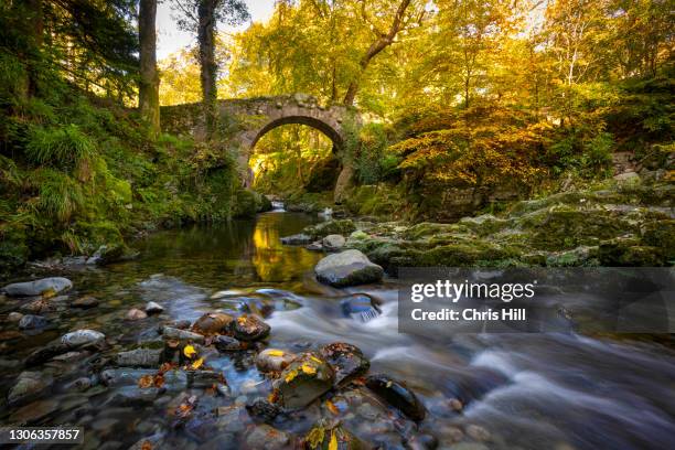 tollymore forest park in county down, northern ireland - county down ireland stock pictures, royalty-free photos & images