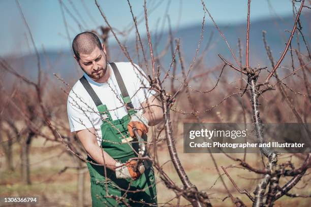 farmer pruning fruit trees - orchard stock pictures, royalty-free photos & images