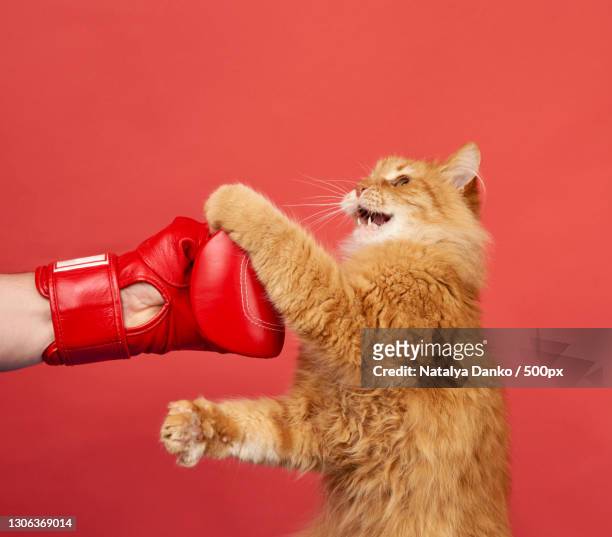 adult red cat fights with a red boxing glove - cat box foto e immagini stock