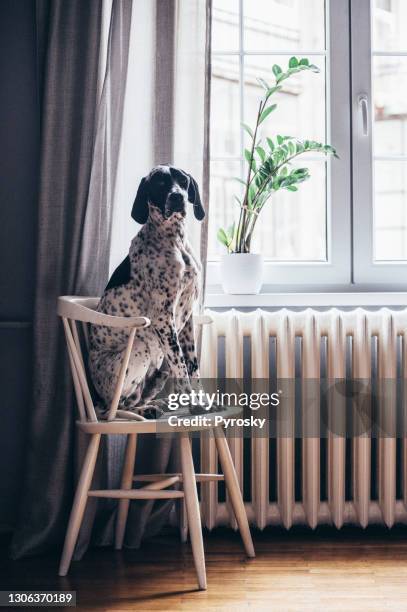 deutschkurzhaariger zeiger auf einem holzstuhl - german short haired pointer stock-fotos und bilder