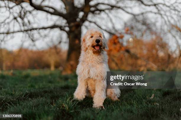 happy goldendoodle puppy having fun in hyde park - goldendoodle stock pictures, royalty-free photos & images