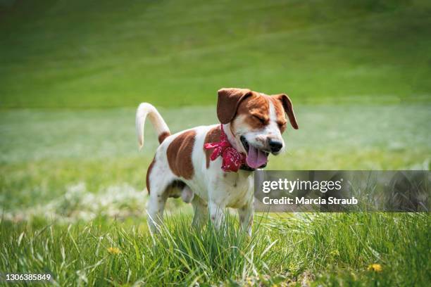 beagle dog sneezing in the green grass - beagle stock pictures, royalty-free photos & images