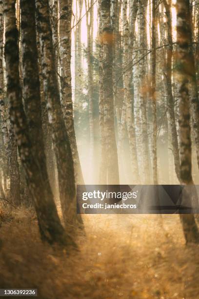 sunrise at frosty autumn morning. birch forest - autumn frost stock pictures, royalty-free photos & images