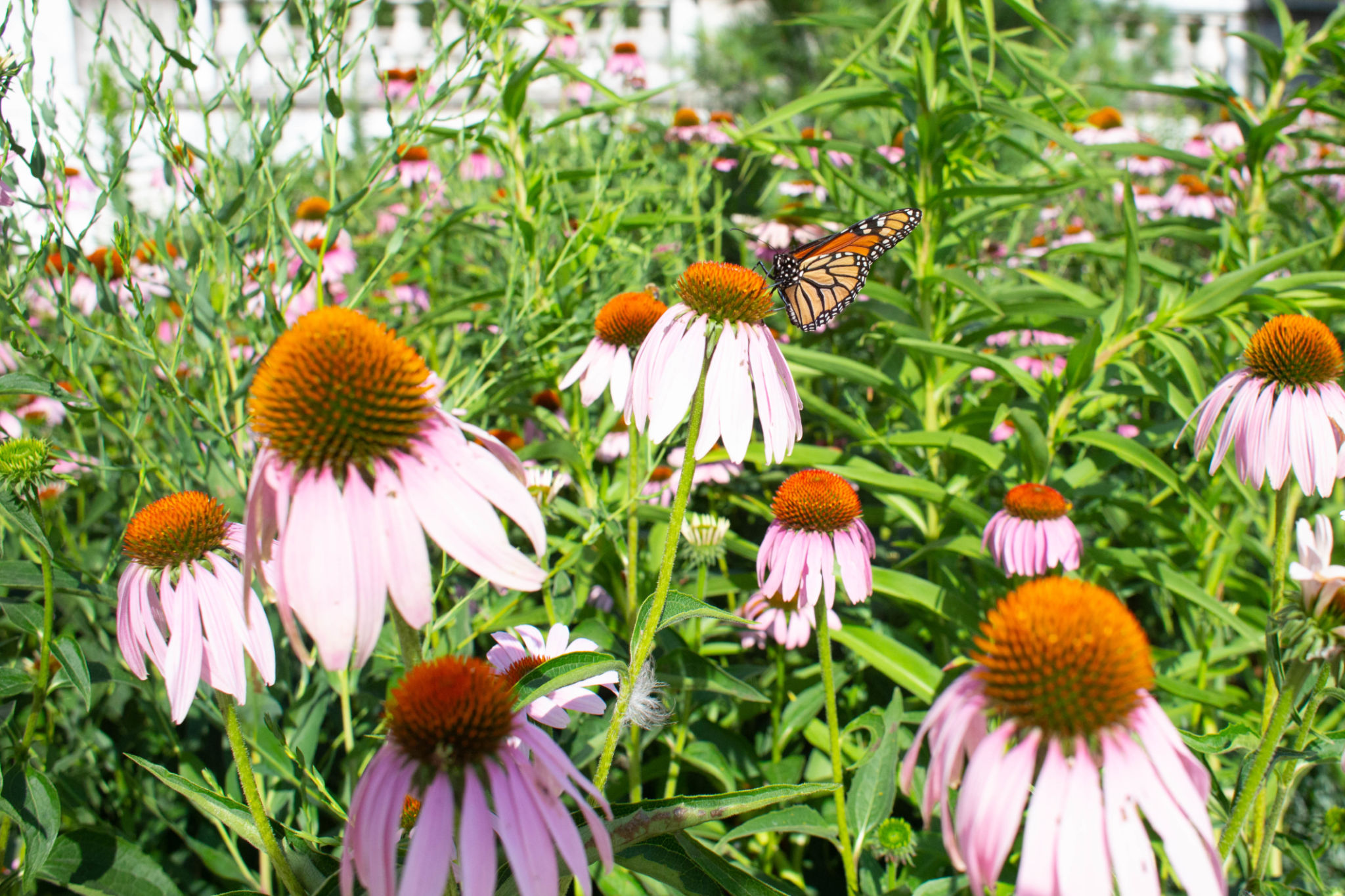 chicago native plants