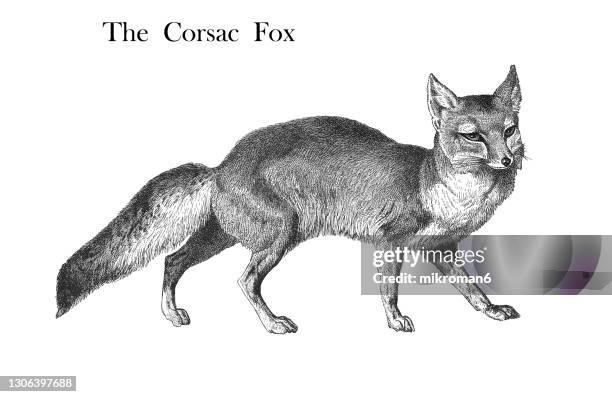 old chromolithograph illustration of the corsac fox (vulpes corsac) - fox drawing stock-fotos und bilder