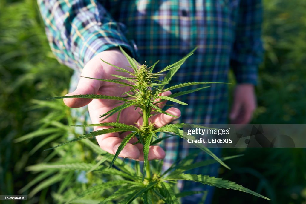 A hand that holds a cannabis plant