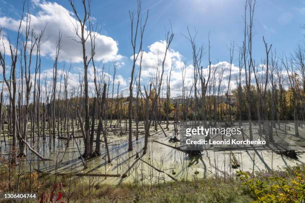 dry dead trees in a swamp in residential area in cambridge, ontario - moor feuchtgebiet stock-fotos und bilder