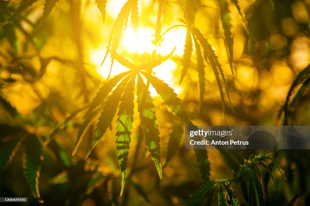 Marijuana leaf silhouette on sunset sky background