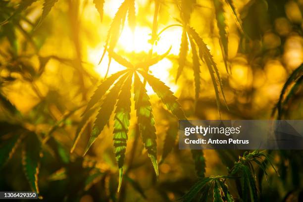 marijuana leaf silhouette on sunset sky background - cancerland 2019 bildbanksfoton och bilder