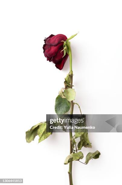 dried roses isolated - wilted plant - fotografias e filmes do acervo