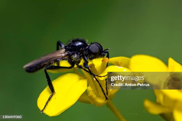 april black fly (bibio marci) on a leaf close-up - black fly stock pictures, royalty-free photos & images