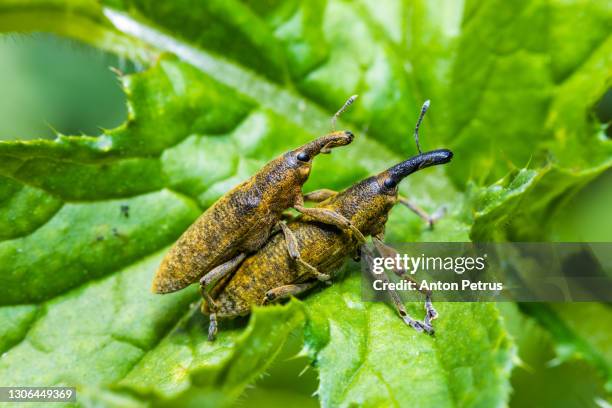 two weevil beetles on a leaf close-up - blue weevil stock pictures, royalty-free photos & images