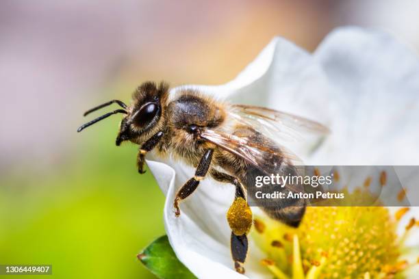 bee on dandelion - bees fotografías e imágenes de stock